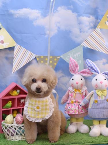 20240317HONEYちゃん